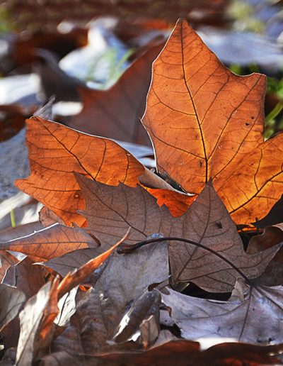 camino-por-las-artes-foto-perfil-graciela-arcieri-4